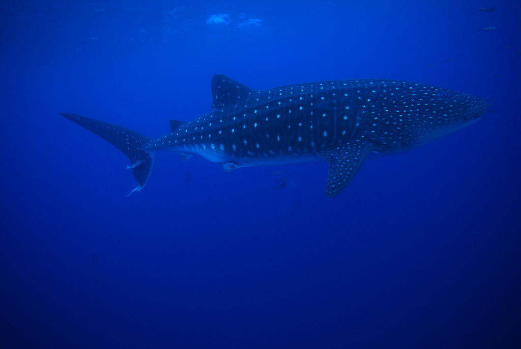 e14dce37-bea1-487c-9f6b-b41b49d2f821