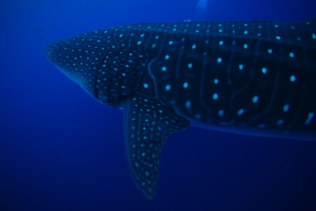 e14dce37-bea1-487c-9f6b-b41b49d2f821