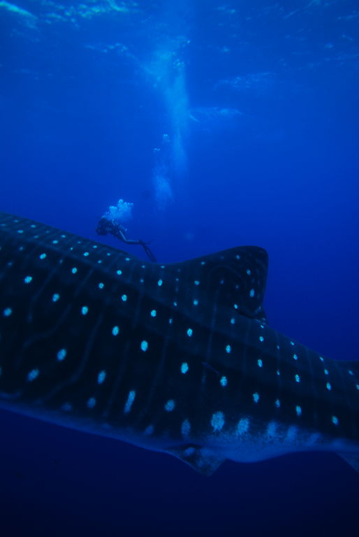 e14dce37-bea1-487c-9f6b-b41b49d2f821