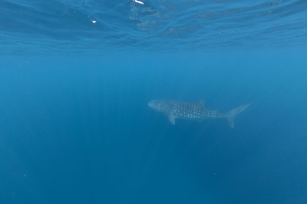 9f413c3a-bcb1-46ce-9c43-663987c78f98