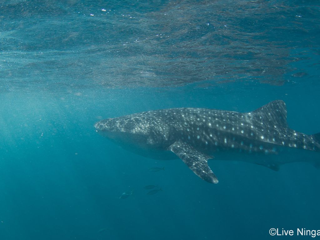 bf561a39-1c27-4021-91d8-9521f2ff6490