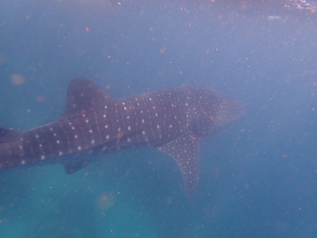 d8174a94-20e3-462c-8174-2ba23a91d0ed