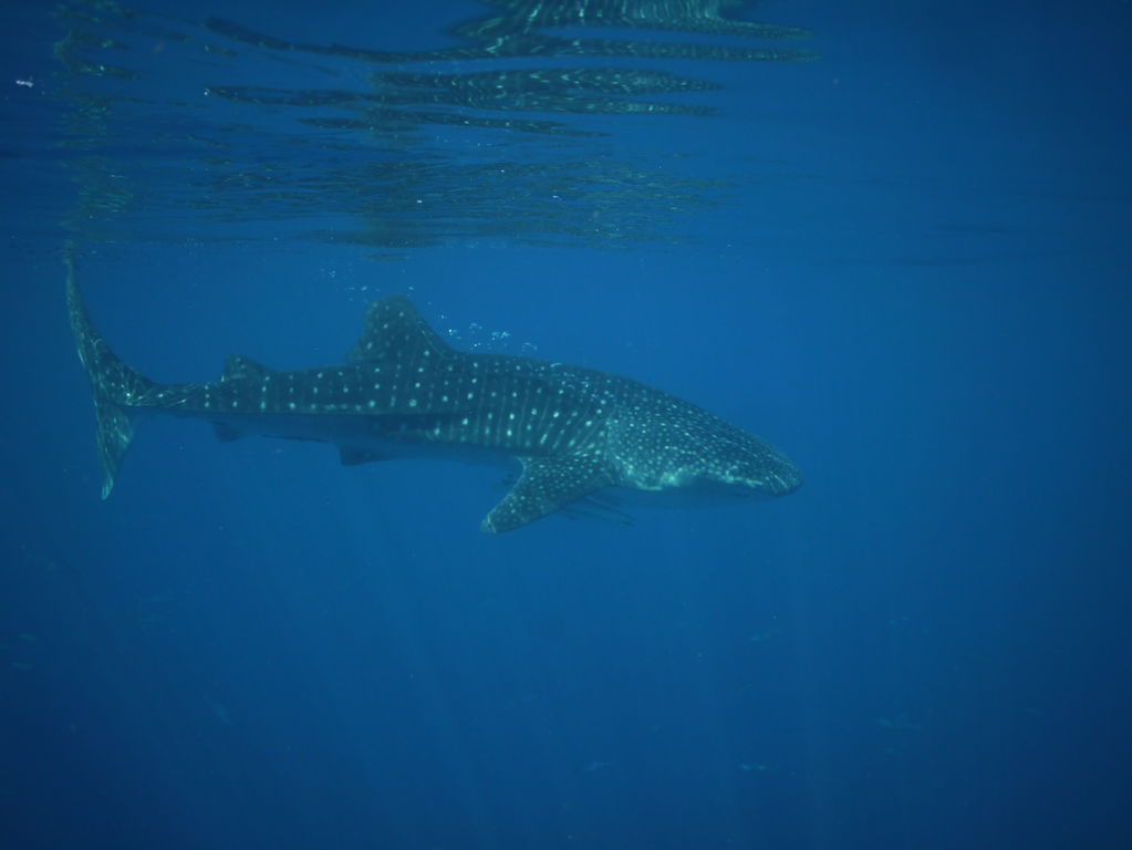 fc39dddb-a12c-4257-8b2e-c7b0f2230281