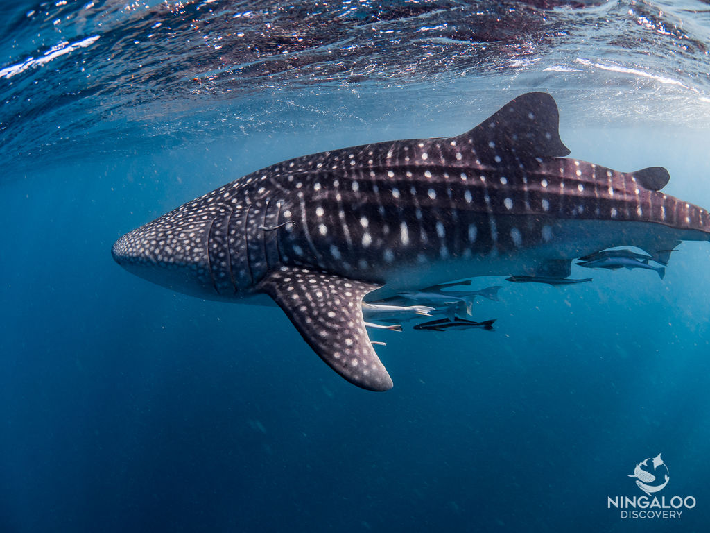 417589fc-3625-47b8-96d1-8f1235cedfd0