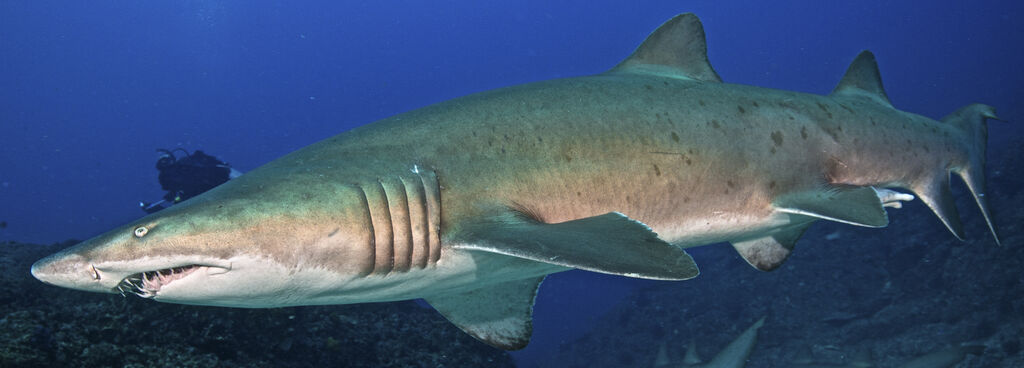 606df998-4af3-4e02-b9e3-6311ca47cfdb