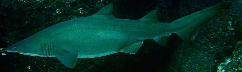 eefe48e4-37d7-4d32-984e-0b1f9c89f5d4