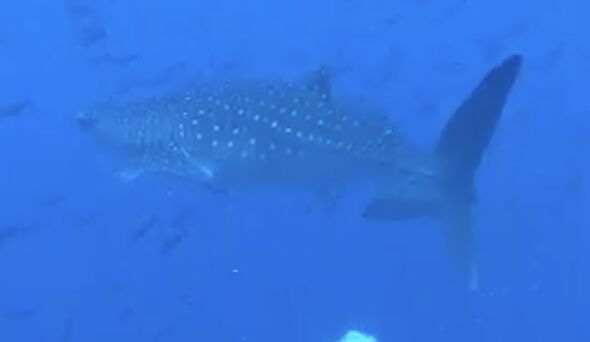 d2ffe6a5-6822-4bf4-80f5-4373c1419a42