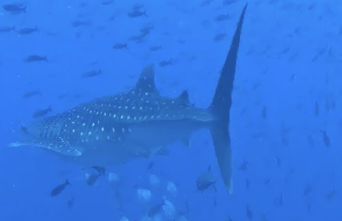 d2ffe6a5-6822-4bf4-80f5-4373c1419a42