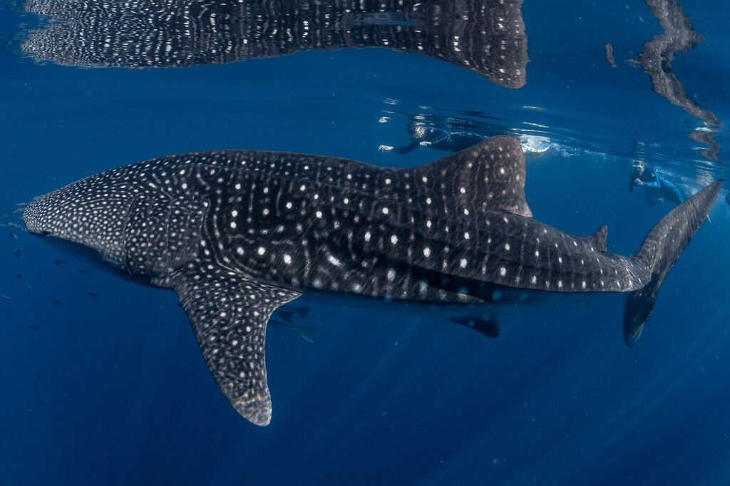 9e7a0293-9140-4429-aaf5-53e7c79d846f