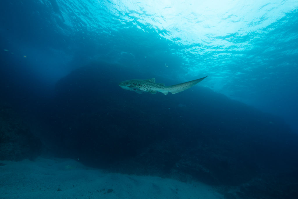 9fceb34e-13f1-4ff4-b232-4acab17fbe25