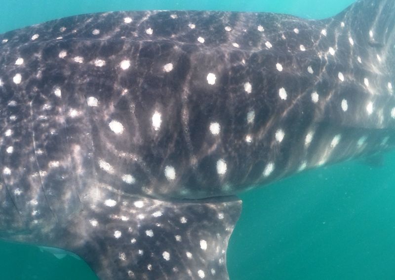 dcc7be81-6e85-4c55-9be5-46a969626131