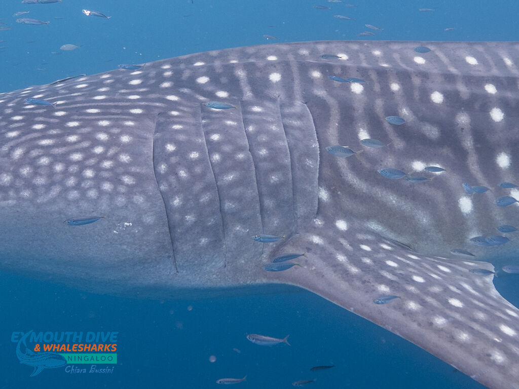 8c470bcb-3803-4769-8c0f-bd51b652f6bd