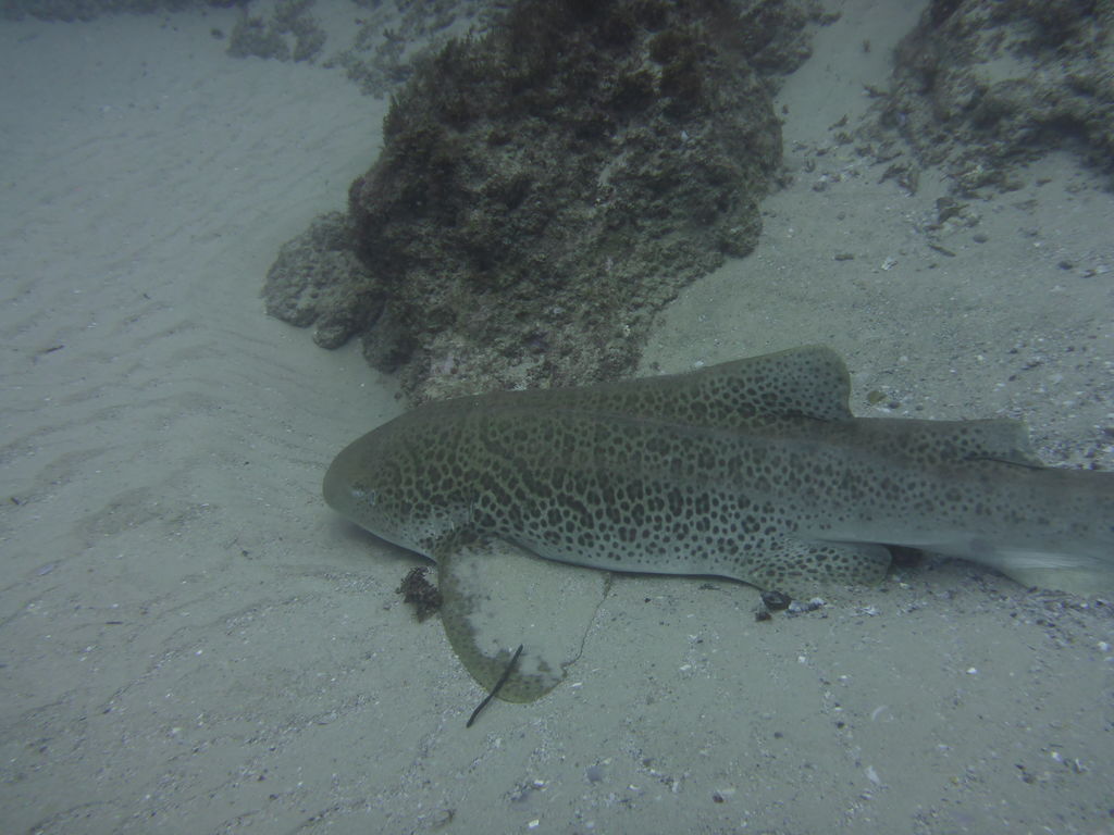 02da0b4d-3e82-4687-a51f-909fd5aa8e3c