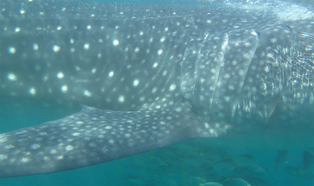 ca939e38-be58-42f0-8e9b-61ea0a624f1a