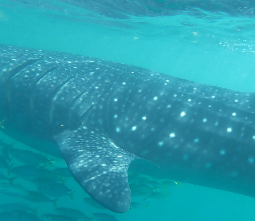 ca939e38-be58-42f0-8e9b-61ea0a624f1a