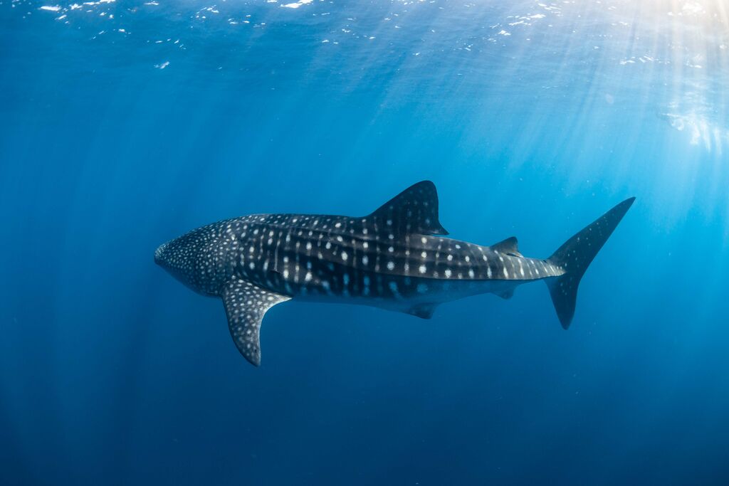 32eaa2ab-eb47-4030-85a3-ba3f32625fb5