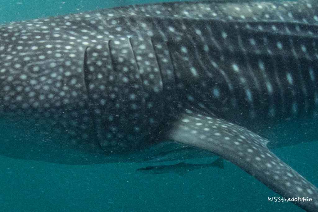 1093d8a7-5d2b-4528-852a-bed58c25c0aa