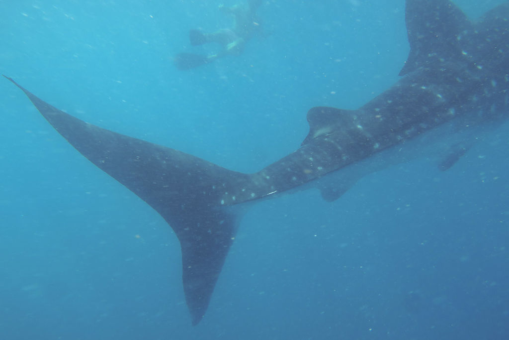 d1c43b26-0f2d-4af9-90dd-db1460720e24