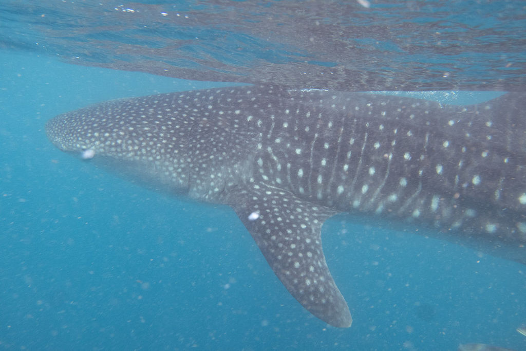 d1c43b26-0f2d-4af9-90dd-db1460720e24