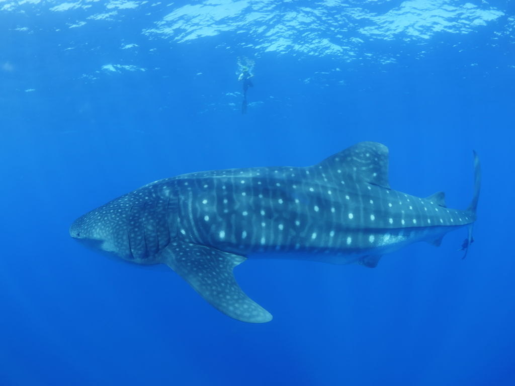 264b23cd-54b4-4c7f-a2e7-ef5c8503ed76