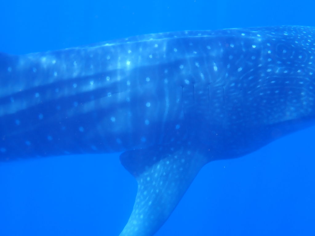 264b23cd-54b4-4c7f-a2e7-ef5c8503ed76