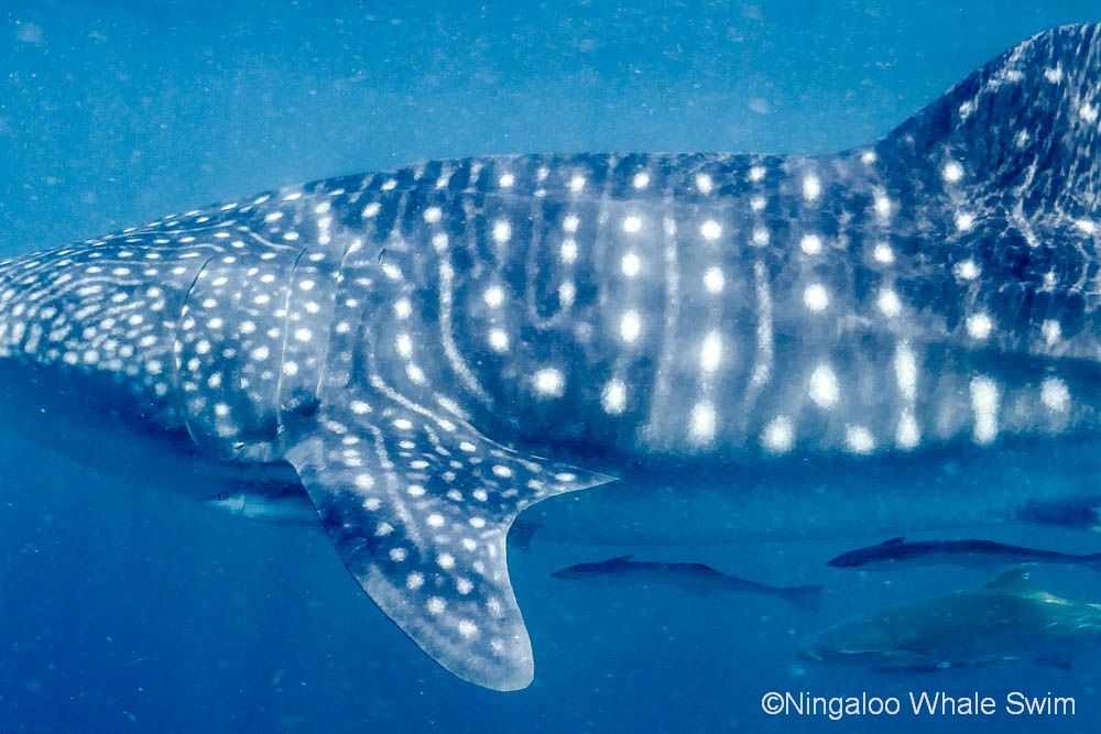 f58d86c7-9f77-4e2d-aa3c-8b5557fdb775