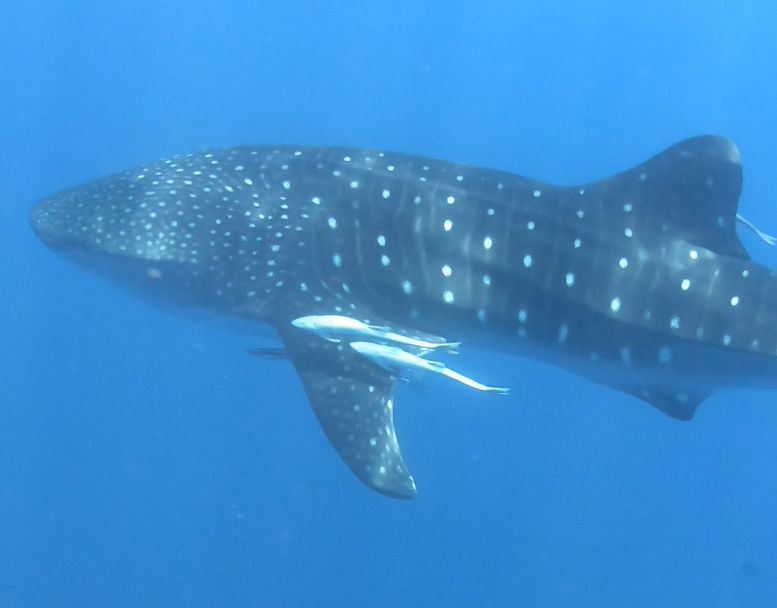 ff83d036-44cc-4b63-8bf3-f4d98d1ffef8