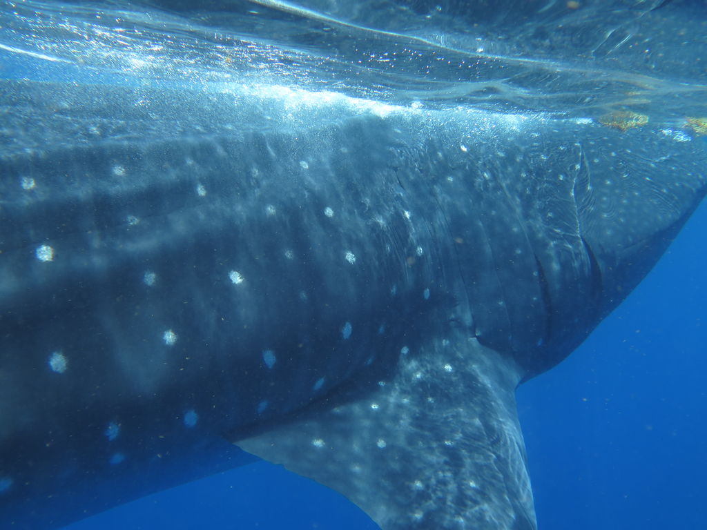 1d1dc7f4-294d-4e96-abe9-c73fb23c3ec3