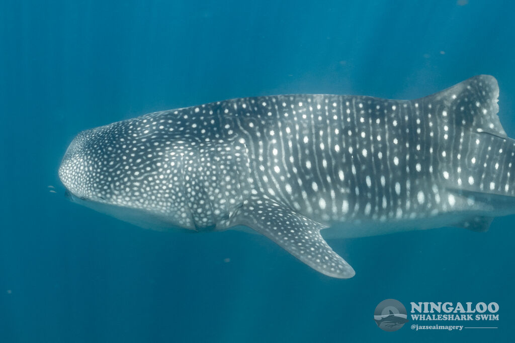 ee7818b1-f506-4a74-b552-d7f76543cf27