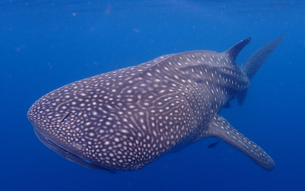 952afc76-adc6-4743-8740-742379c1d6e7