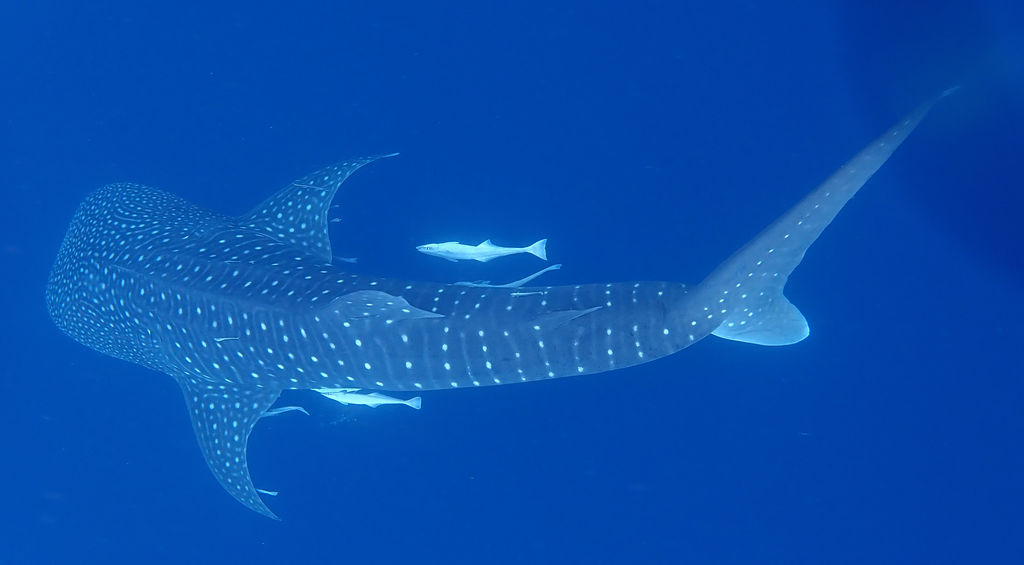 952afc76-adc6-4743-8740-742379c1d6e7