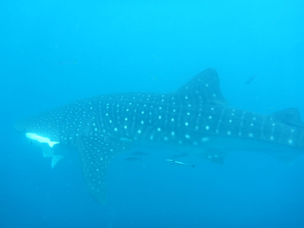 dcf65be3-80b8-456a-b0d6-9942b064dfd8