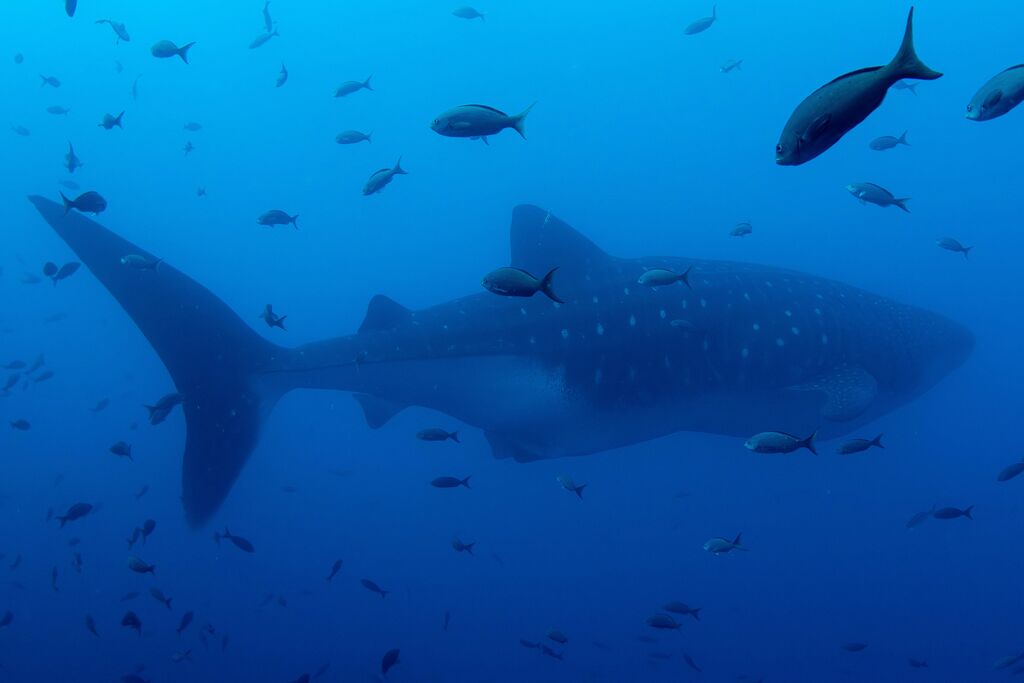 50cbd4b7-ac15-423c-9ae9-3c4f55567e39