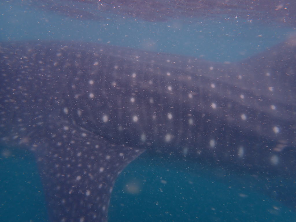 d608eec0-87de-4b9b-b50a-1a0081cd349c