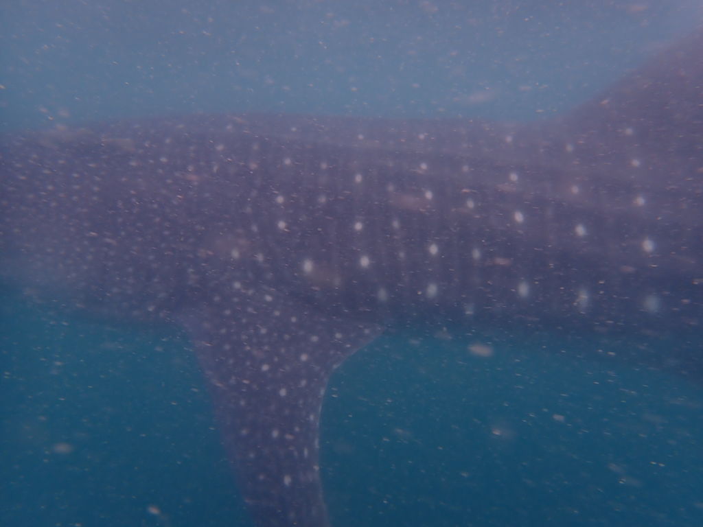 d608eec0-87de-4b9b-b50a-1a0081cd349c