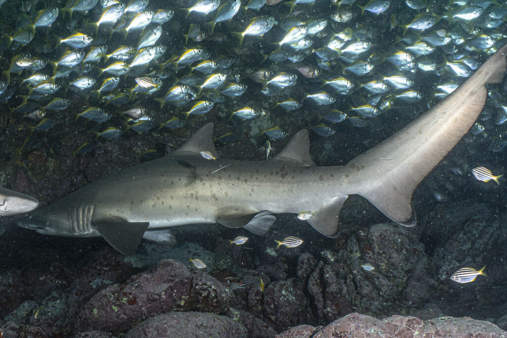 6f66ea98-3c9b-422c-af7c-08b773f9b0f2