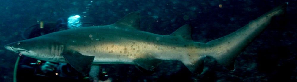 03284fcd-ec95-485a-a49c-42c3280fe097