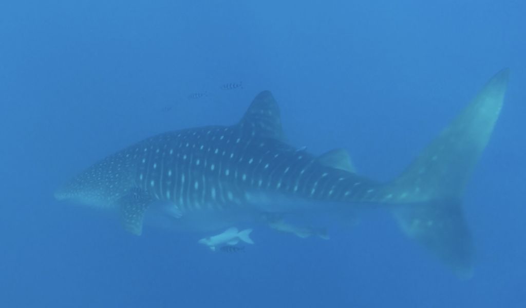 91231192-12f0-4b0f-b547-62dd4206fafe