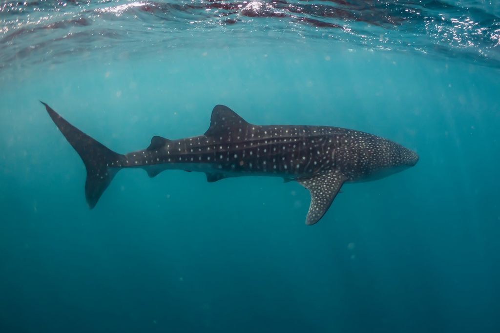 6655100f-8c0c-4c6f-9971-470db162e6cb