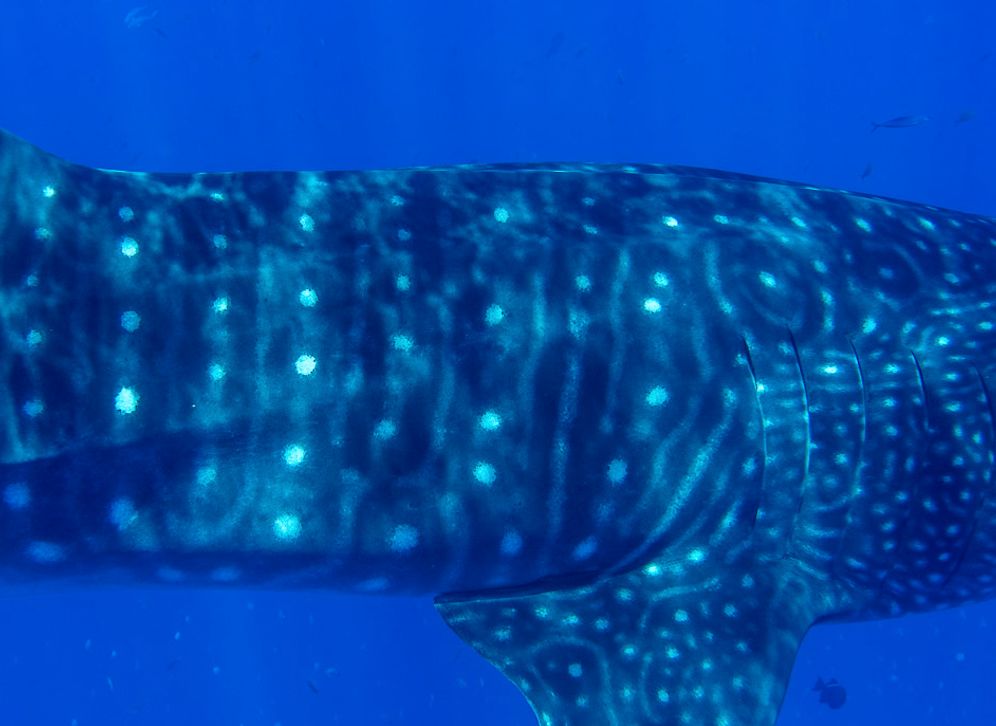 f5643a1d-b98e-46be-87e4-947a1fc1b993