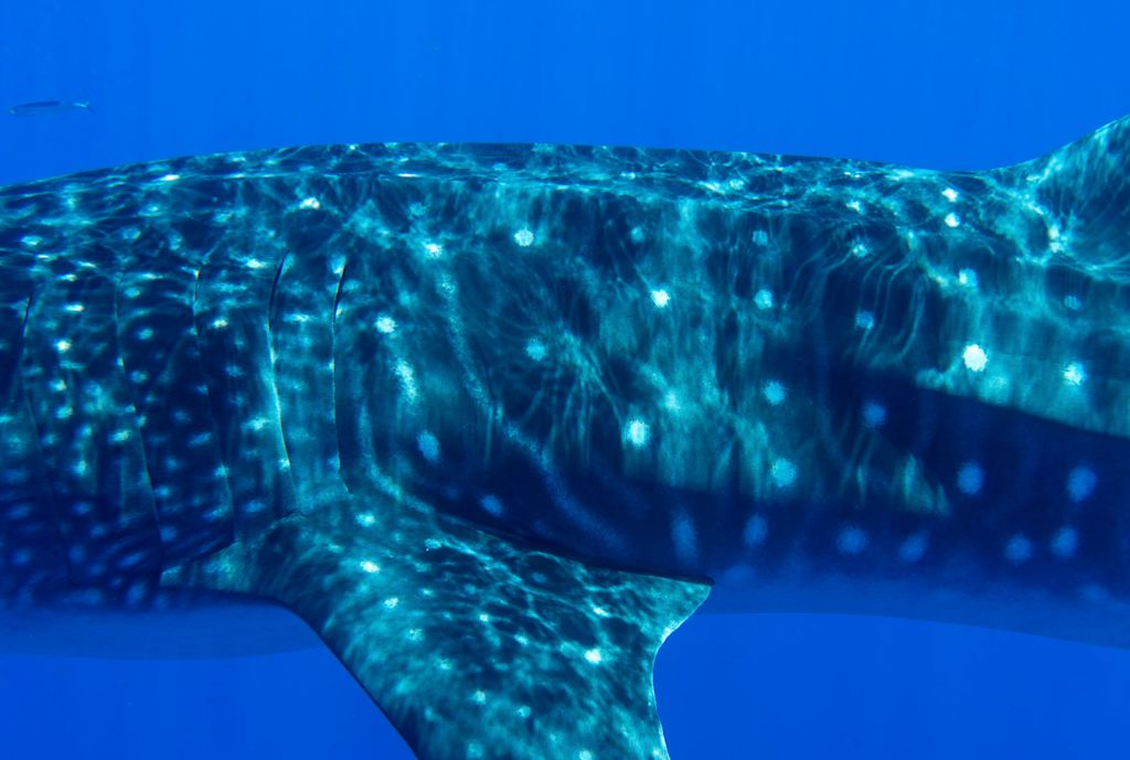 f5643a1d-b98e-46be-87e4-947a1fc1b993