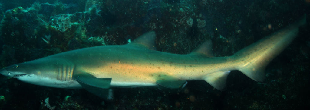 52530138-9e10-44d9-8476-83f495e05362