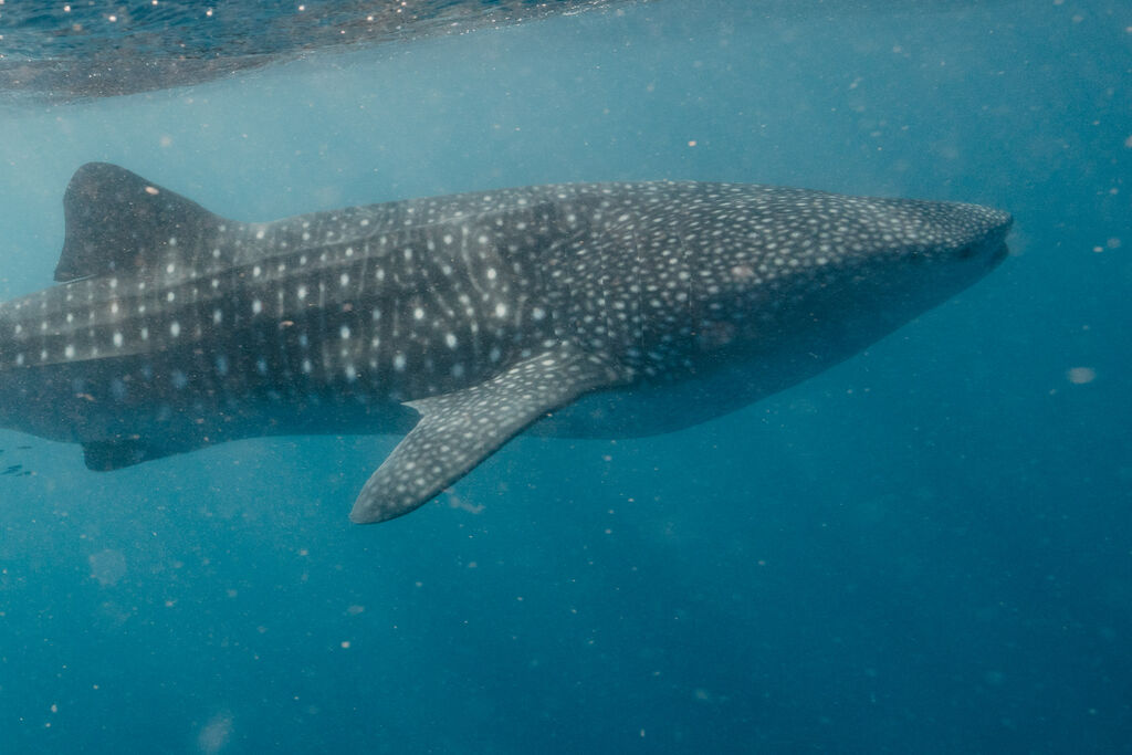 5ef4daa4-6934-4b86-a389-b2584ace1e22