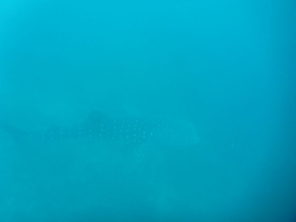 e8295ec2-5306-4e8d-b91c-f30d91eb4377