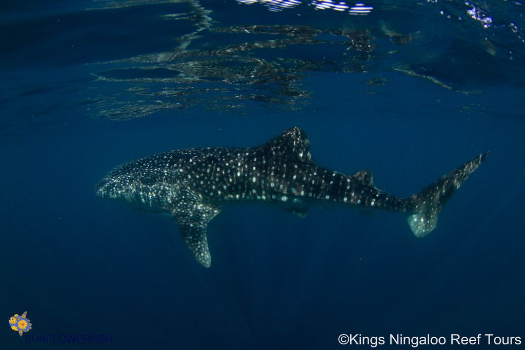 c1c28a67-fe2b-498c-a71f-43e7e0ee7808