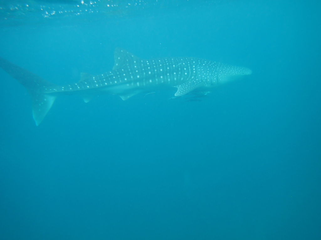 55af4efa-d16c-43e0-9147-78fb895ec5f7