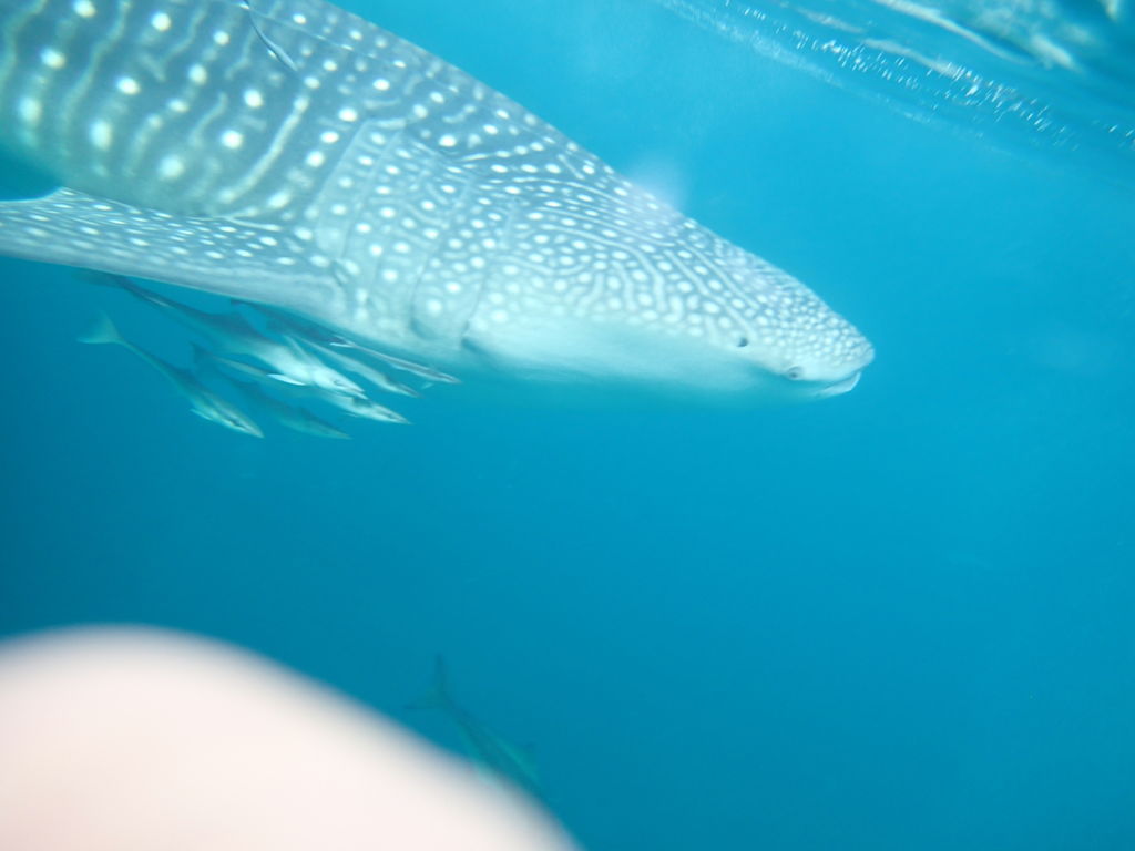 55af4efa-d16c-43e0-9147-78fb895ec5f7