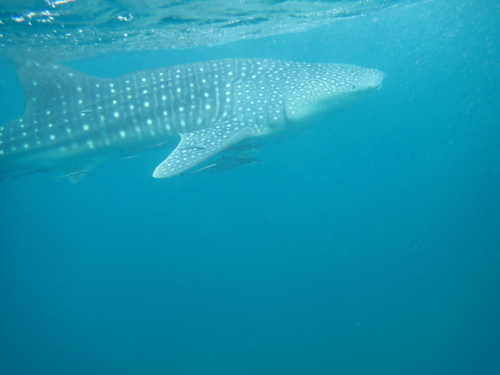 55af4efa-d16c-43e0-9147-78fb895ec5f7