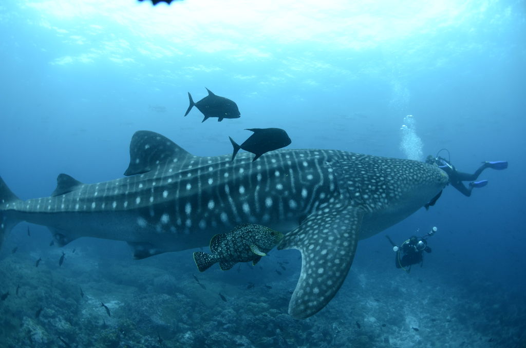 93109435-28ba-42d0-ad4b-52df4dd2e051