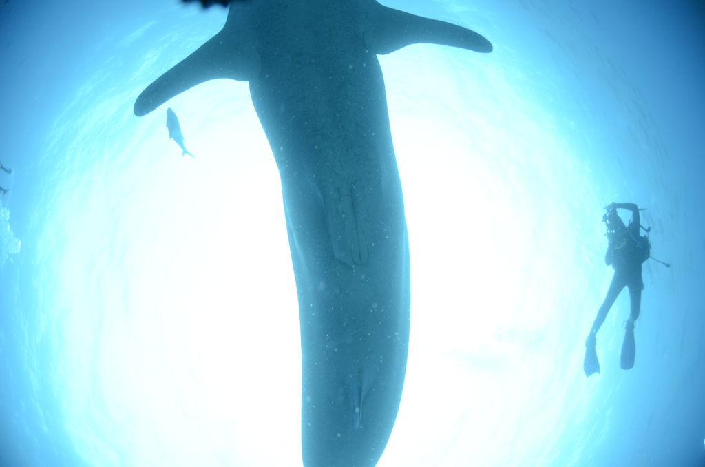 93109435-28ba-42d0-ad4b-52df4dd2e051